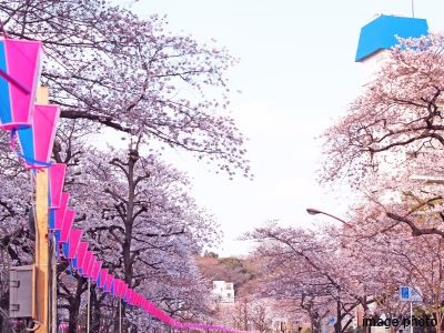 播磨坂｜小石川ザ・レジデンス